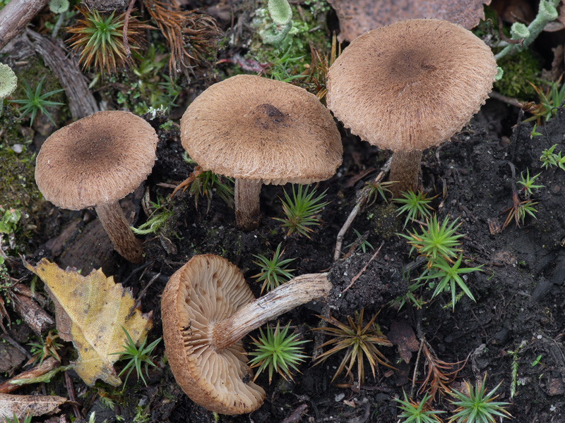 Inocybe lacera